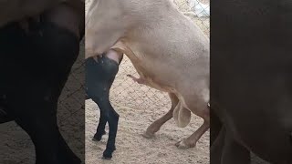 Amazing 🤩 Live Sheep Mating #sheep #amazing #live #mating #crossing #animals #breeding #farming