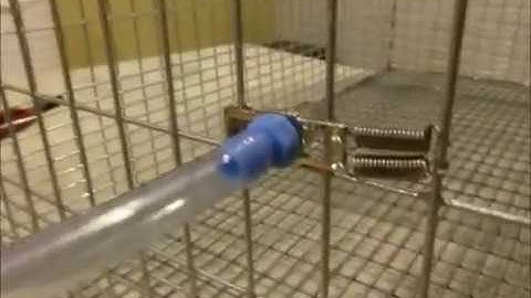 Blue Barb Rabbit Nipples for Automated Watering Gravity Feed Systems www.rabbitnipples.com