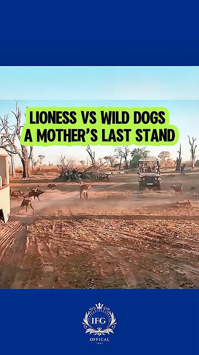 A Mother’s Fury: Lioness Protects Her Cub‼️
