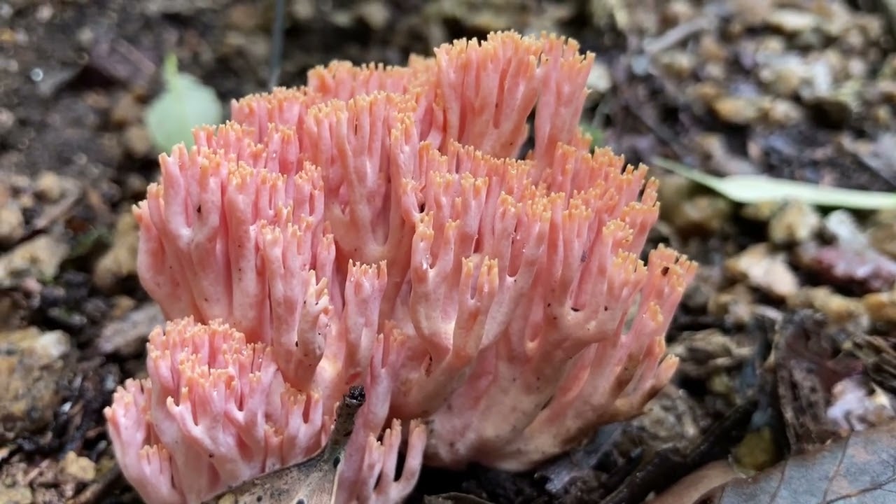 Salmon coral mushroom (Ramaria formosa)  ハナホウキタケ