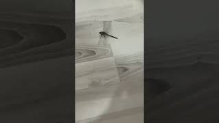 Eve Ne Girdi Öyle Ya