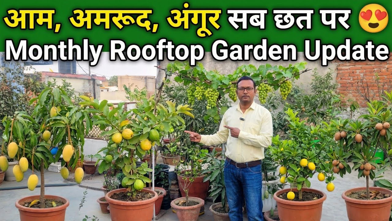 आम, अमरूद, अंगूर सब छत पर 😍 | Monthly Rooftop Garden Update