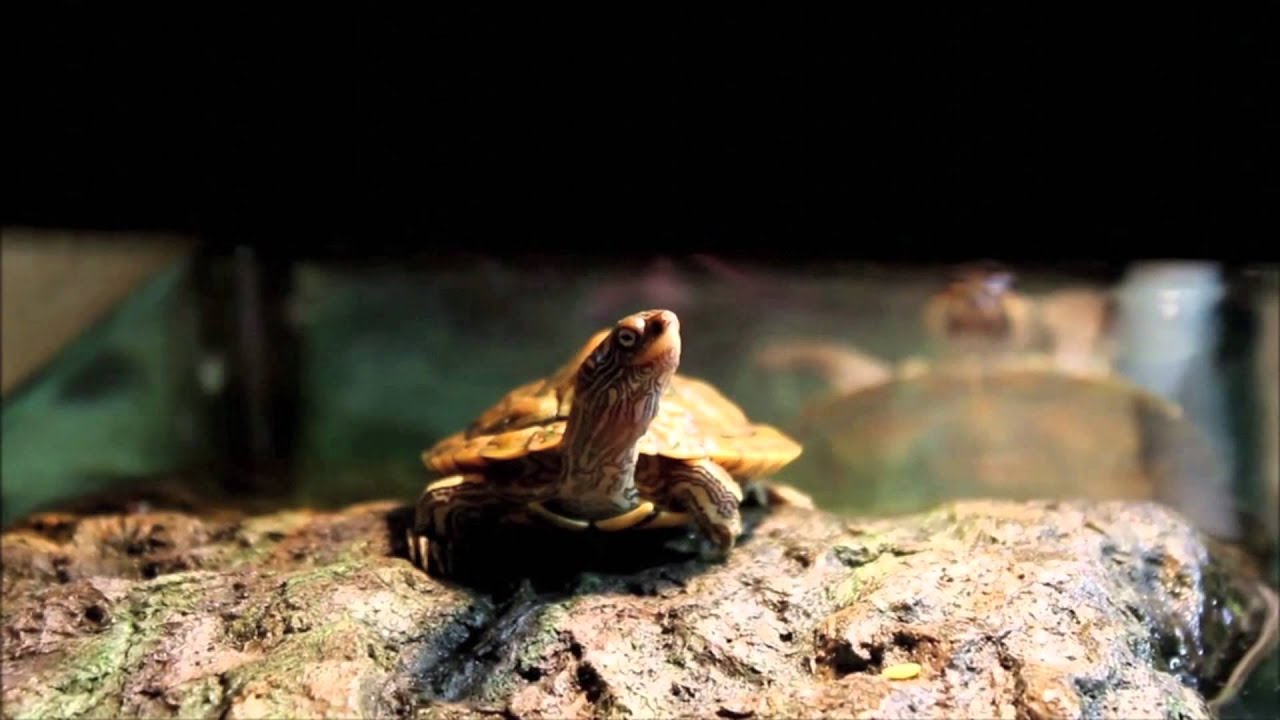 The Turtle Room - About Us (TRAILER)