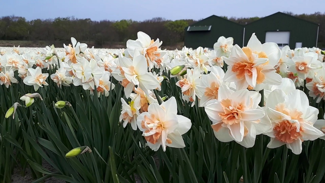 Narcissus Delnashaugh fields of P.Pennings - thptnganamst.edu.vn