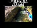 ゴミ溜まりに居た、巨大な魚!!