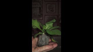 ЧТО СЕЕМ В ФЕВРАЛЕ??? ЦВЕТЫ И ОВОЩИ))))) ЧТО СЕЕМ В ФЕВРАЛЕ??? ЦВЕТЫ И ОВОЩИ)))))