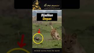 Strategi Singa yang Tak Terduga #singa #animalstory #shorts