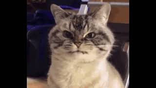 Angry Cat