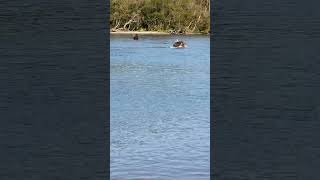 Wild Bears Hunting Kamchatka, Russia