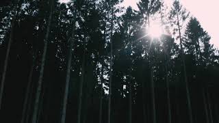 DARK FOREST VIDEO FOOTAGE - THE DARK FOREST AT NIGHT FREE HD VIDEO FOOTAGE - 11