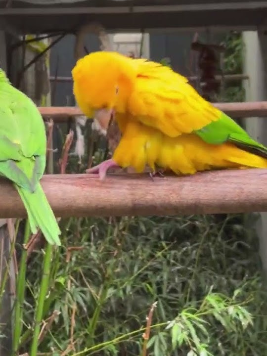 Oscar candidate #funnyvideo #funny #funnyanimal #petparrot