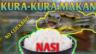 KURA-KURA MAKAN NASI PUTIH || KURA-KURA BERAZIL