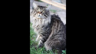 ChingizHan - Мейн-кун кот (Maine Coon Cat) - племенной кот питомника by Like Cats Maine coon & Scottish fold 1,934 views 2 years ago 1 minute, 54 seconds