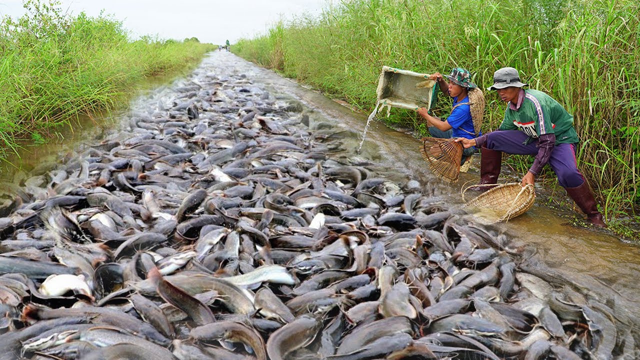 Tips for Successful Catfish Fishing in Canals
