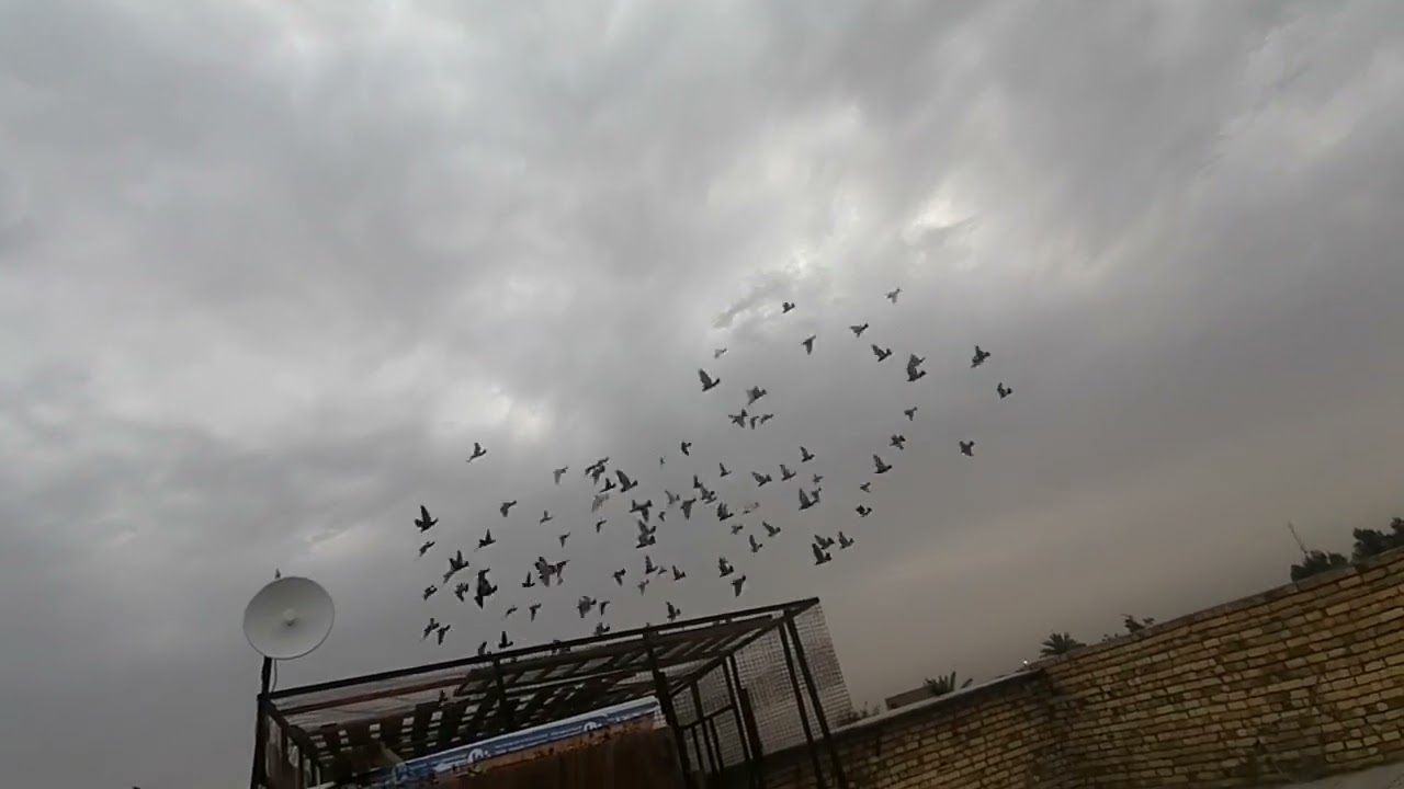 صيد اليوم ( ٥ ) لعيونكم