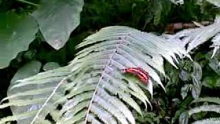 13-蝴蝶20100701(001).mp4