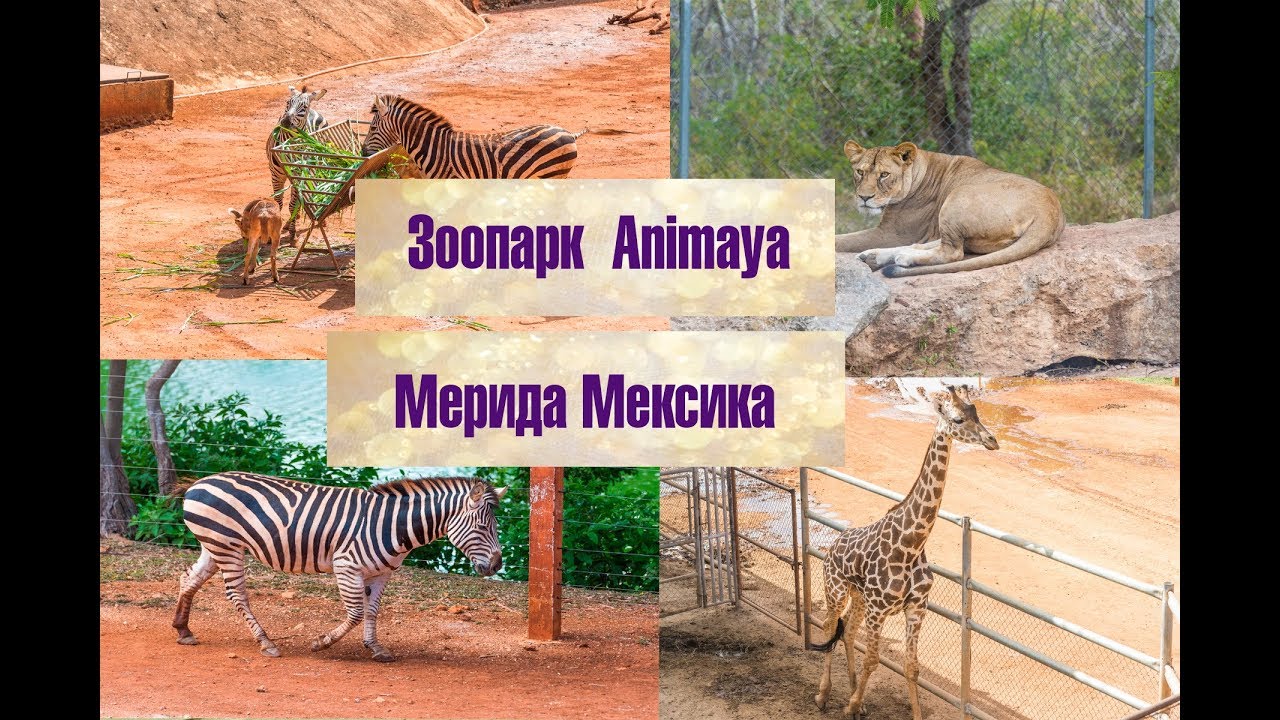 Лучший зоопарк Animaya в Мерида Мексика. Вход в зоопарк бесплатный.
