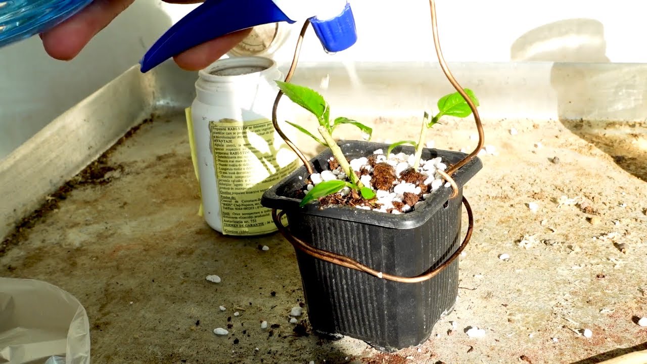 How to propagate bonsai from cuttings Best method YouTube