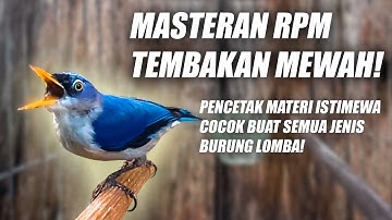 MASTERAN RAMBATAN PARUH MERAH GACOR FULL ISIAN NGEBREN SUARA JERNIH JEDA SPEED RAPAT NEMBAK PANJANG