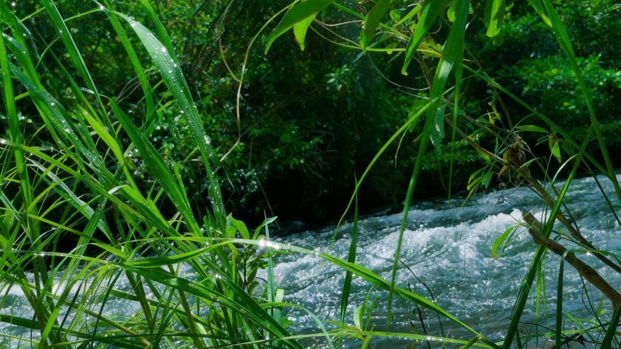 CRYSTAL CLEAR RIVER FLOW LIVE – NATURE’S ASMR AMBIENCE FOR RELAX, STUDY & INNER PEACE