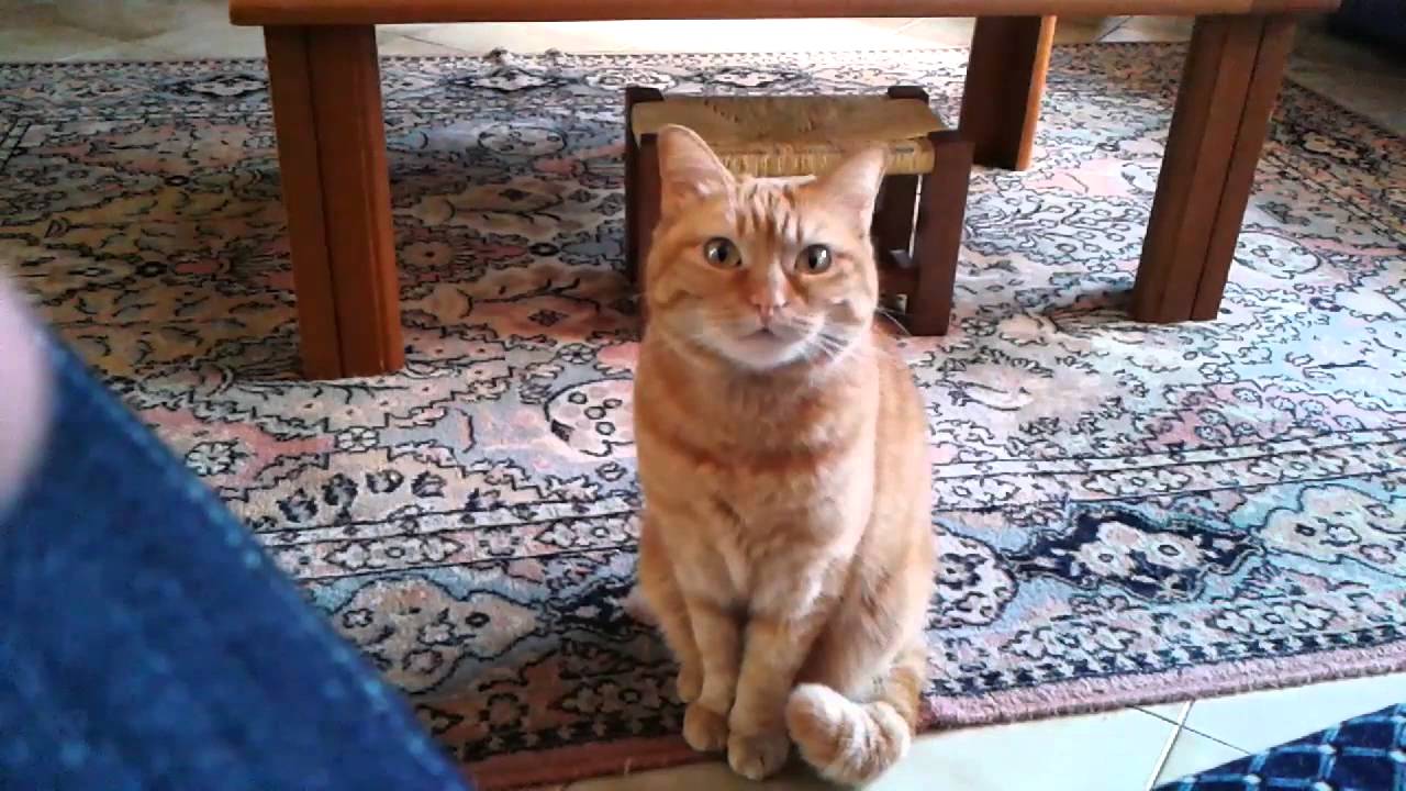 funny cats sleeping in weird positions compilation 2014 funnyplox Talking Cat Loop - SISSI THE RED CAT