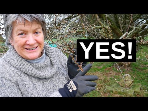 Vídeo: Shropshire Prune Damson Info: Como cultivar uma árvore Shropshire Prune Damson