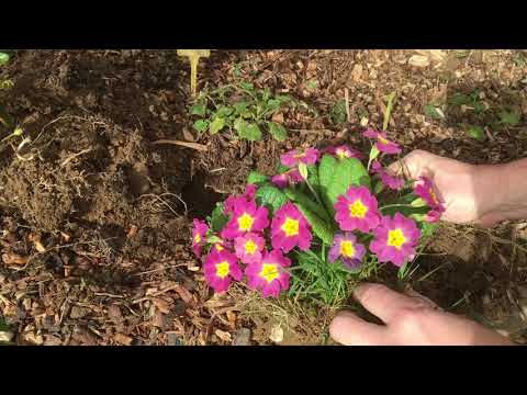 Vidéo: Comment Planter Une Primevère