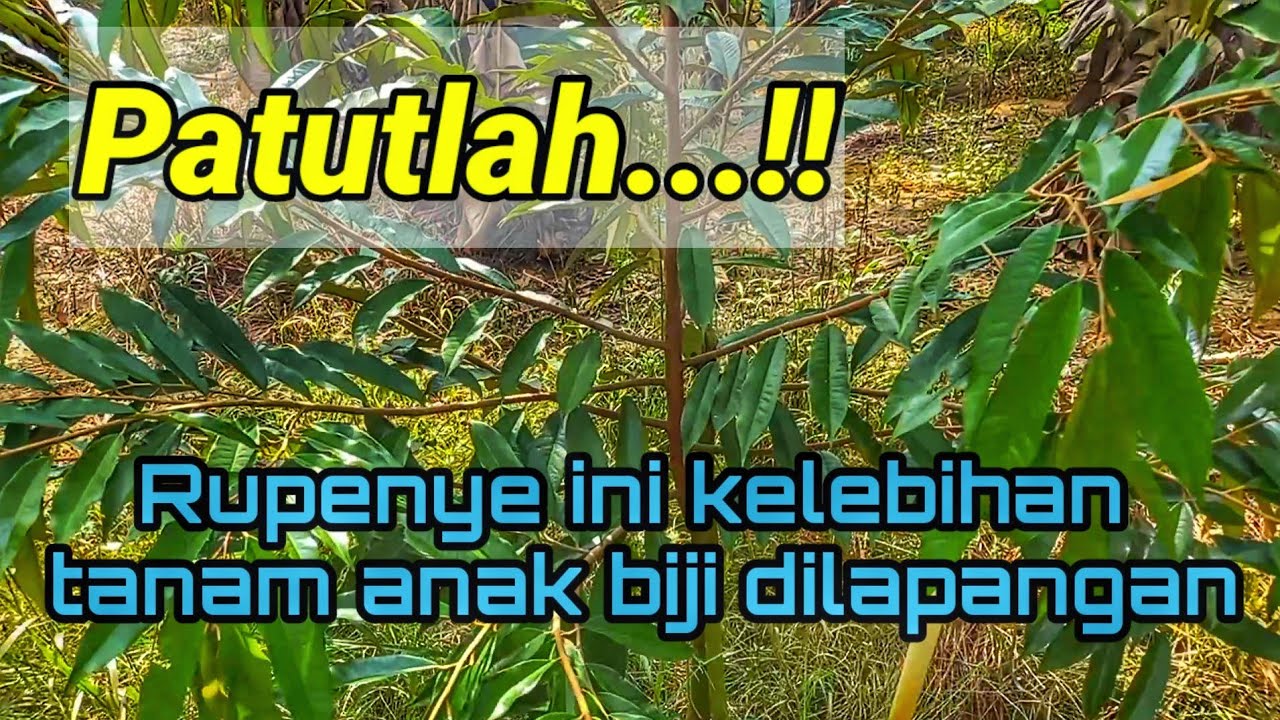 Garenti tak menyesal. Teknik ni buat penjual benih durian pening kepala
