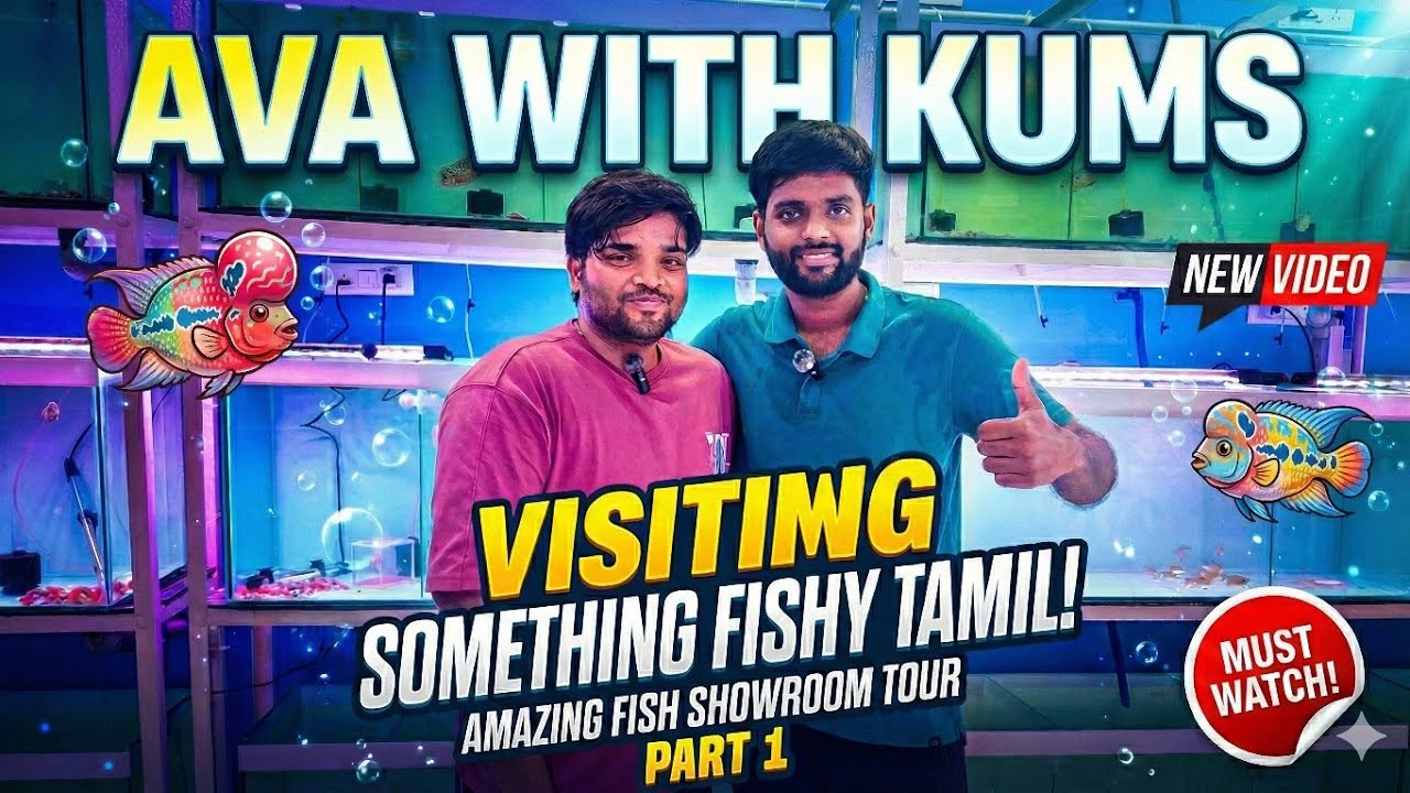 Kolathurfishmarket |Visit @Somethingfishytamil Showroom #kamfa #youtube #youtuber #viralvideo #fish 