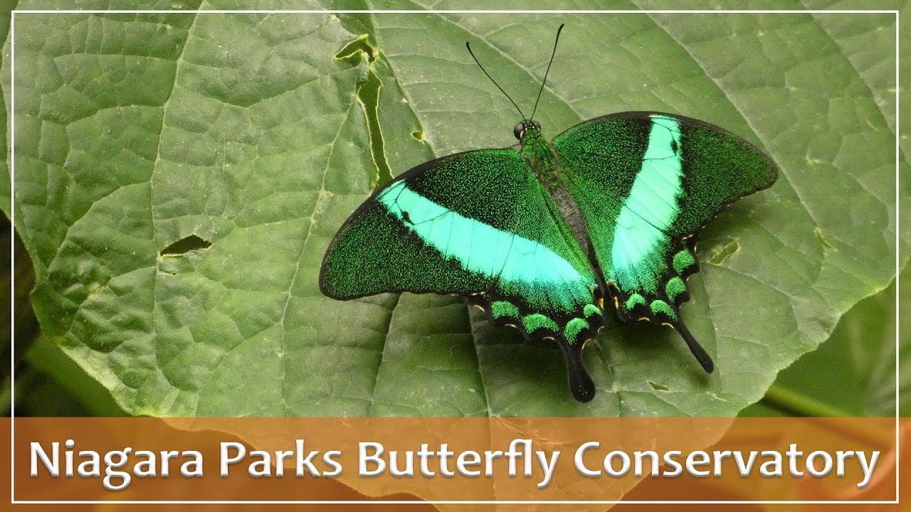 Niagara Parks Butterfly Conservatory YouTube