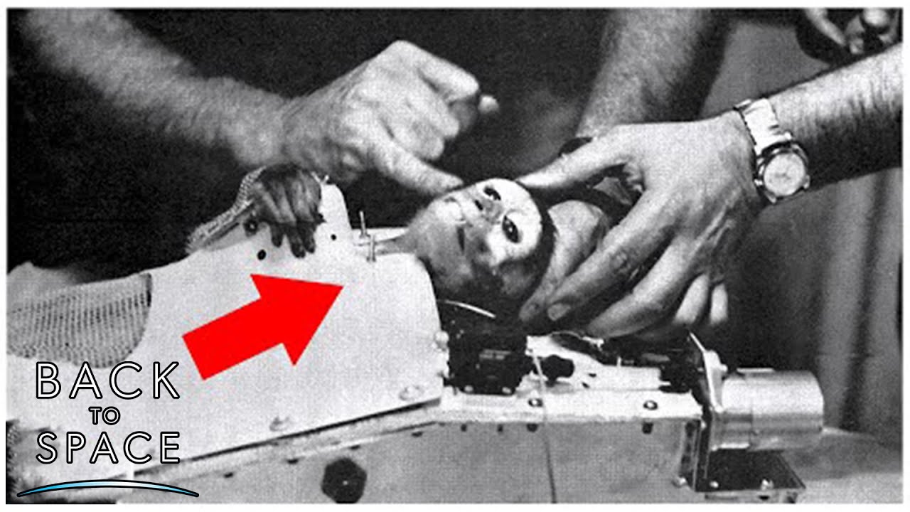 where are the dead animals in space? where are the dead animals in space?