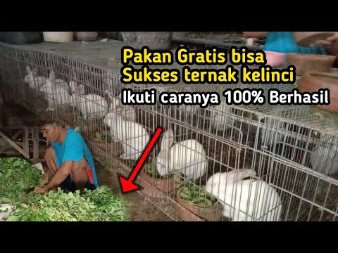 Video: Kelinci Daging Rentang Gratis