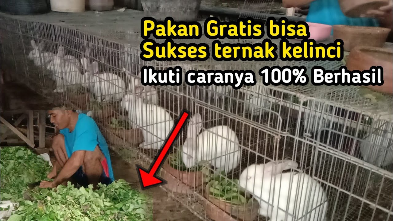 100% Berhasil‼️Pakan Gratis bisa Sukses ternak Kelinci
