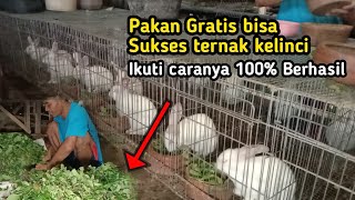 100% Berhasil‼️Pakan Gratis bisa Sukses ternak Kelinci