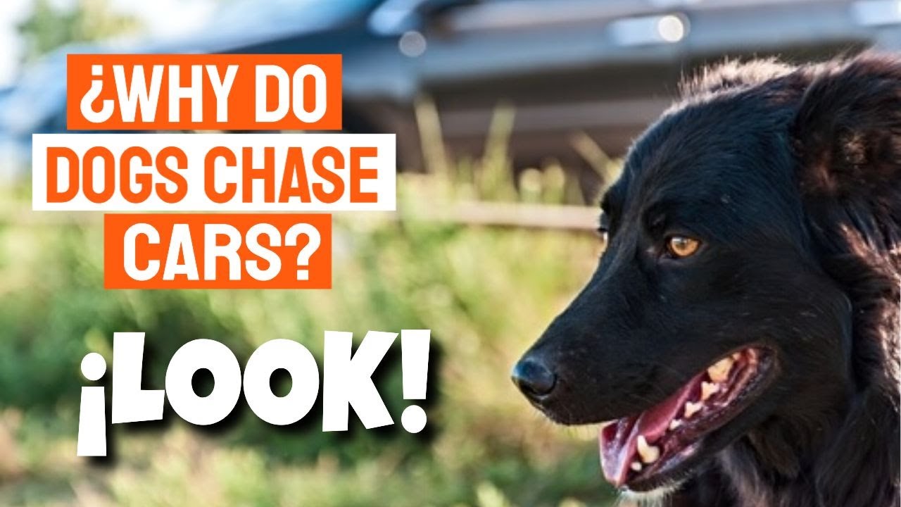 🐶🚗¿WHY do DOGS chase CARS?
