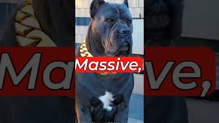 There are dogs powerful enough to take on a wolf… but strength isn’t everything#DogFacts #AnimalFact