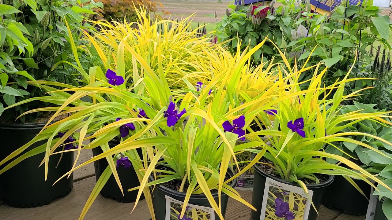 Tradescantia 'Sweet Kate' (Spiderwort) // BRIGHT & Colorful Native with beautiful purple flowers.