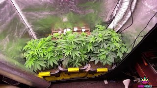 Optic Slim 320H LED Grow - Seedling and Veg - 3