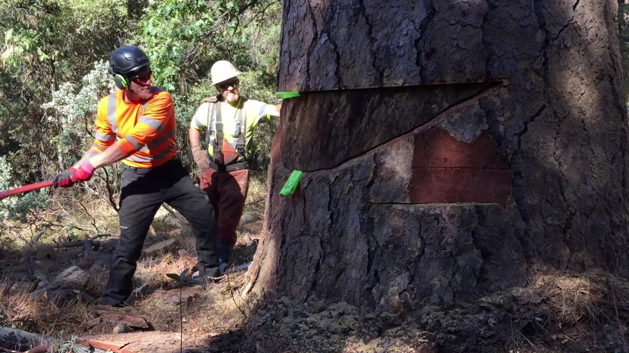 EPIC TREE REMOVAL IN CALIFORNIA 230FT YouTube