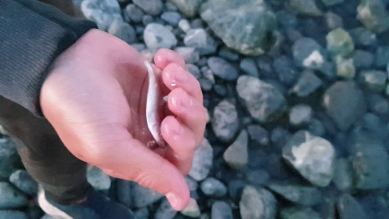 Mackerel feeding frenzy!! YouTube