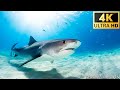 Notre plante  animals of ocean 4k shark  film de relaxation scnique avec musique apaisante