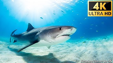 Onze planeet | Animals Of Ocean 4K: Shark - schilderachtige ontspanningsfilm met rustgevende muziek