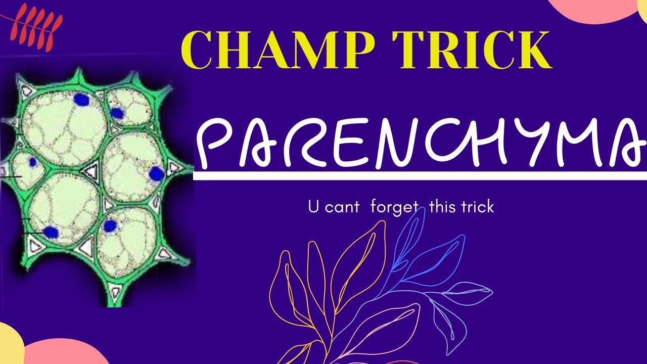 Types of parenchyma tissueParenchyma tissue class9Parenchyma tissue