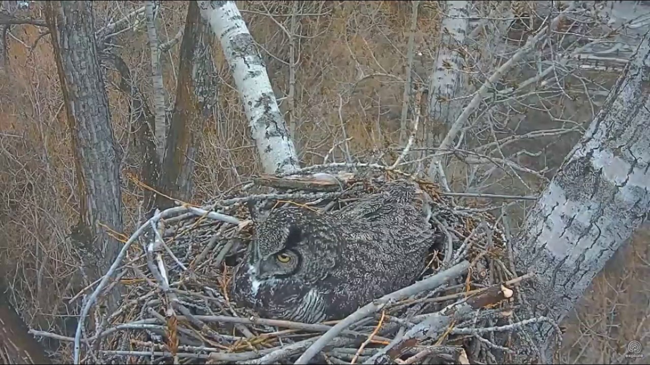 170318 How Big Can Great Horned Owl Get YouTube