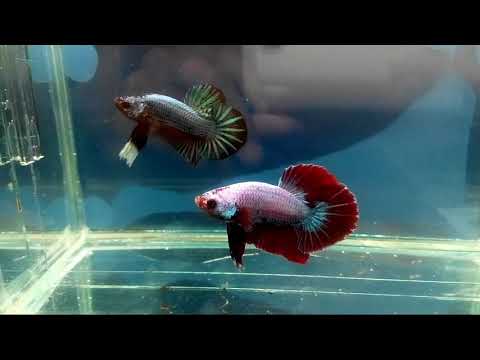 61+ Gambar Ikan Cupang Red Dragon Gratis Terbaik