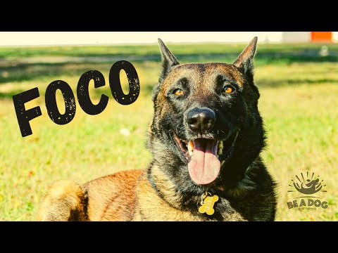Vídeo: Mantenha seu cão focado durante o treinamento