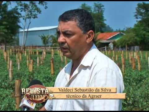 Vídeo: Tomato Patinho: descrição da variedade, características, características de cultivo