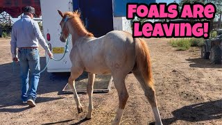 Henson finds TREASURE! | MONSTER’s herd | APACHE land rodeo WINS!!