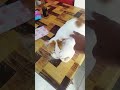#kucing #gemoy #kotapodomorotenjo