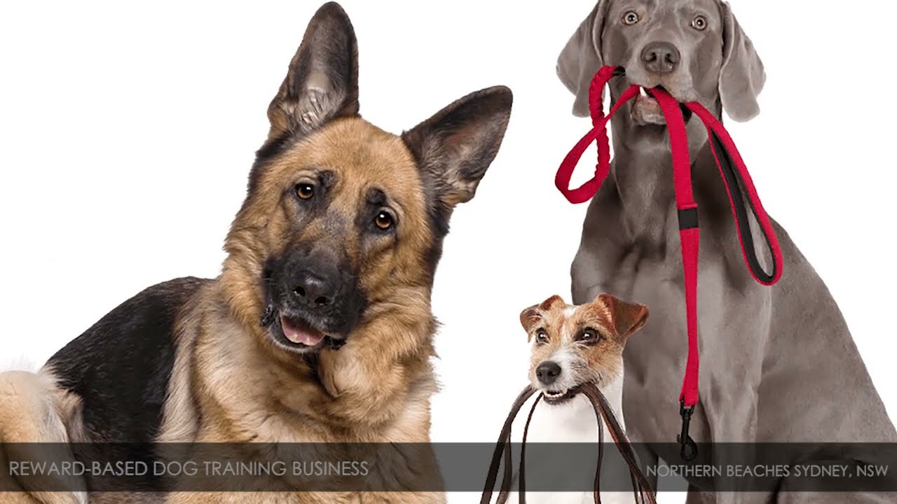 Reward-Based Dog Training Business – Northern Beaches Sydney, NSW